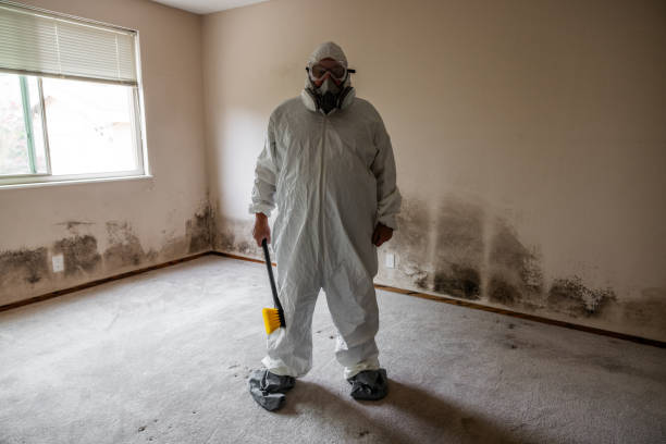 Best Basement Mold Removal  in Tillmans Corner, AL